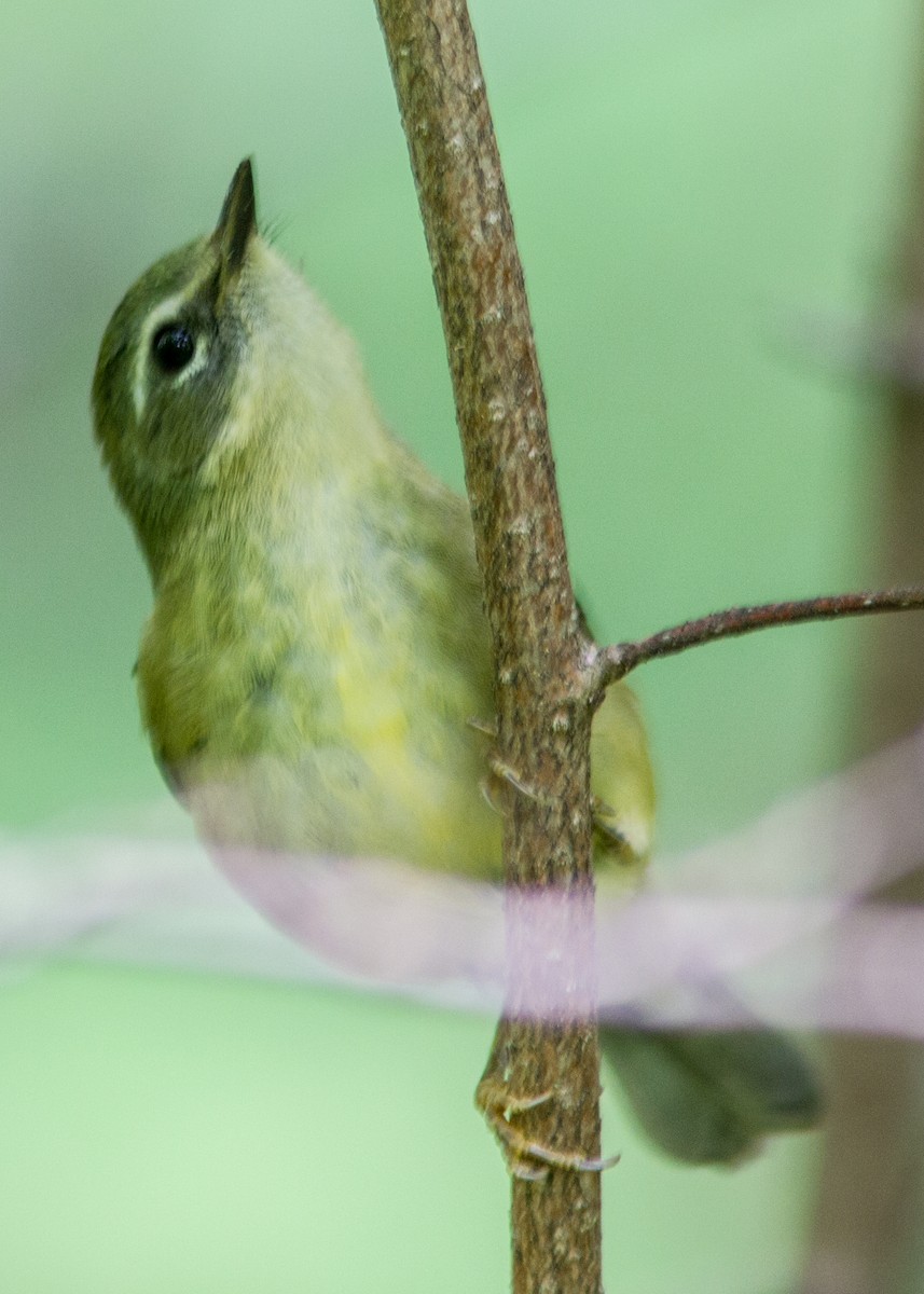 Black-throated Blue Warbler - ML112332111