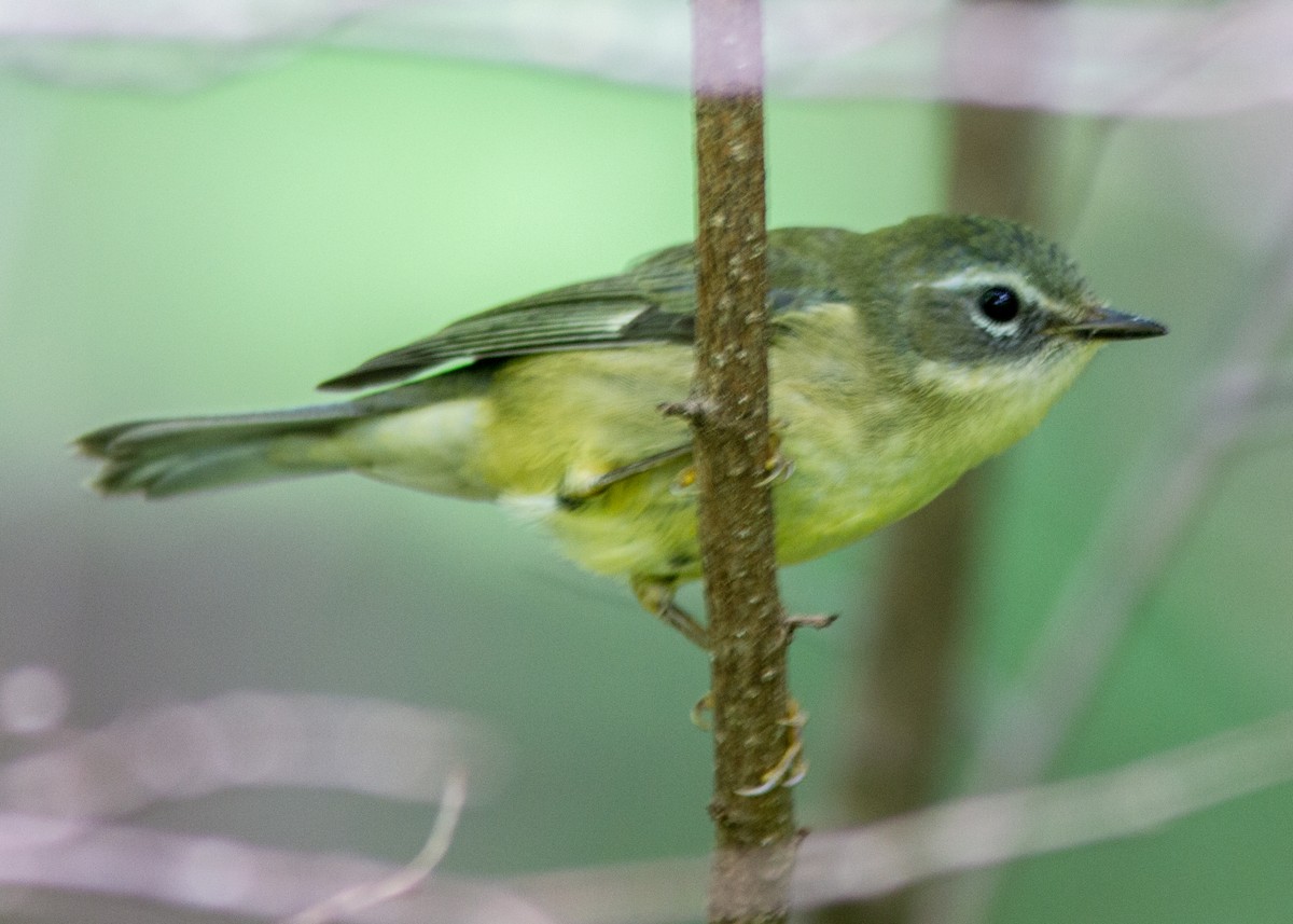 Black-throated Blue Warbler - ML112332121