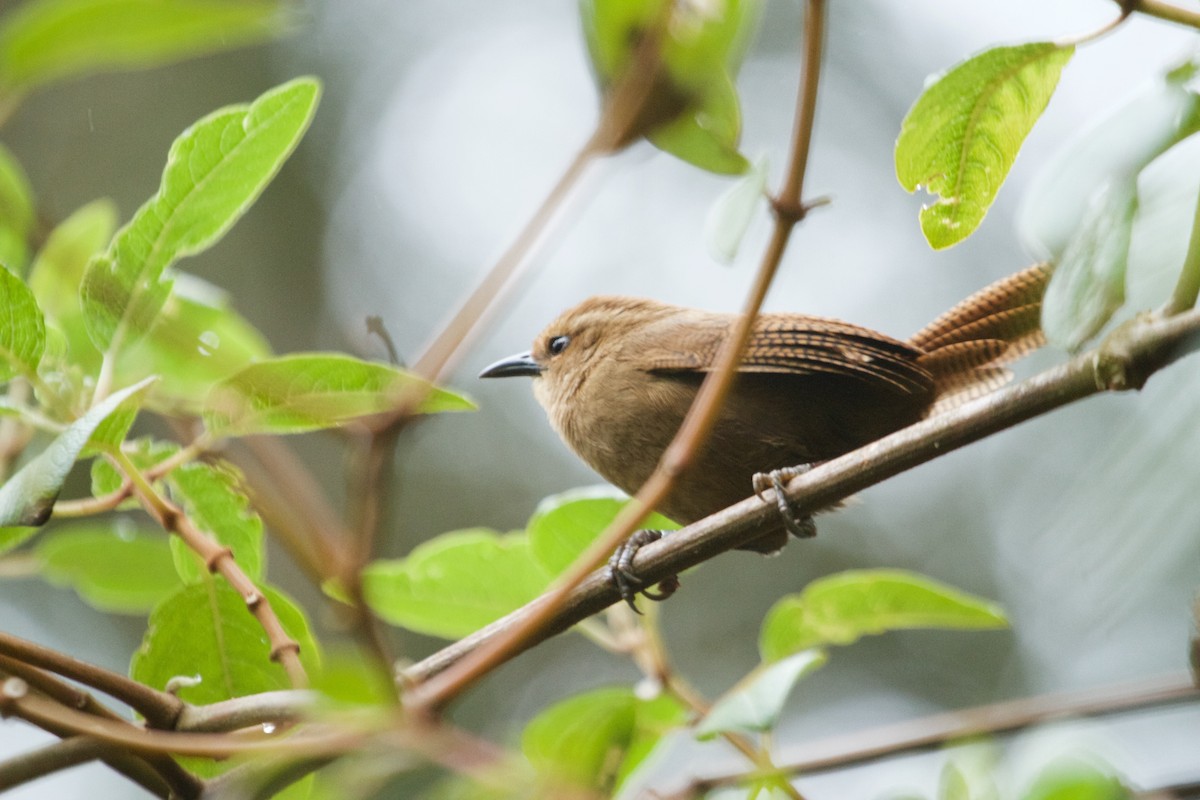 Fulvous Wren - ML112333911