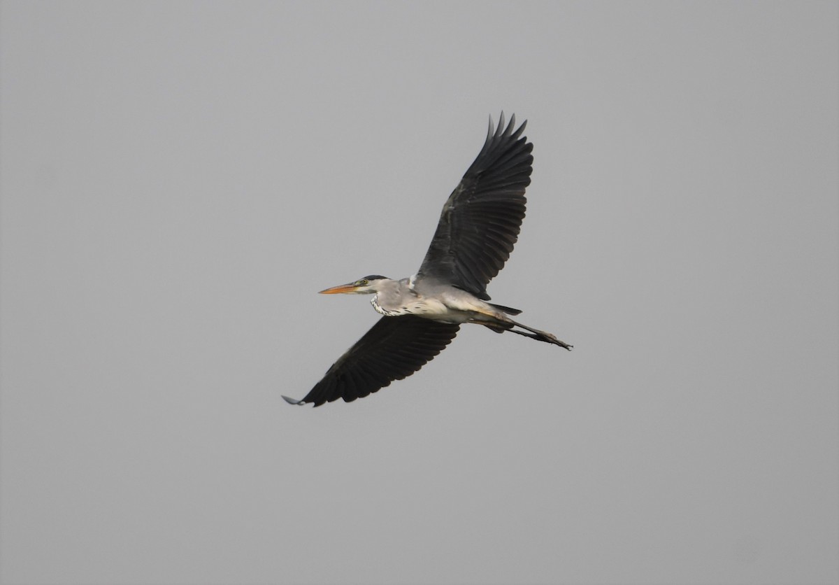 Gray Heron - ML112334201