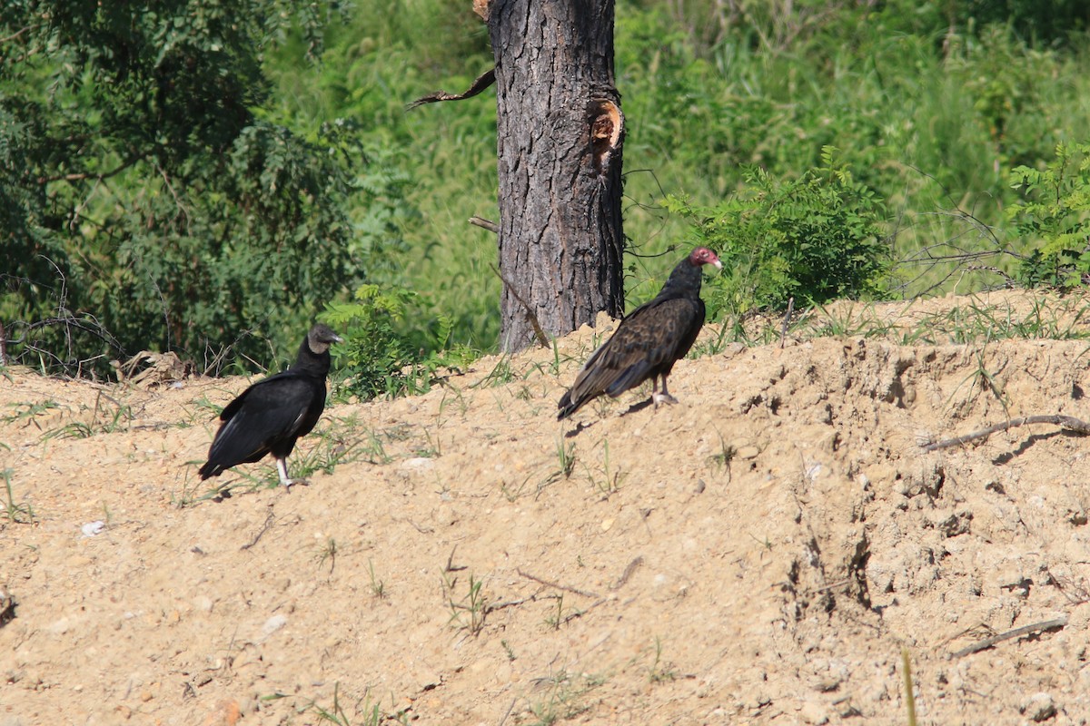 Turkey Vulture - ML112335011