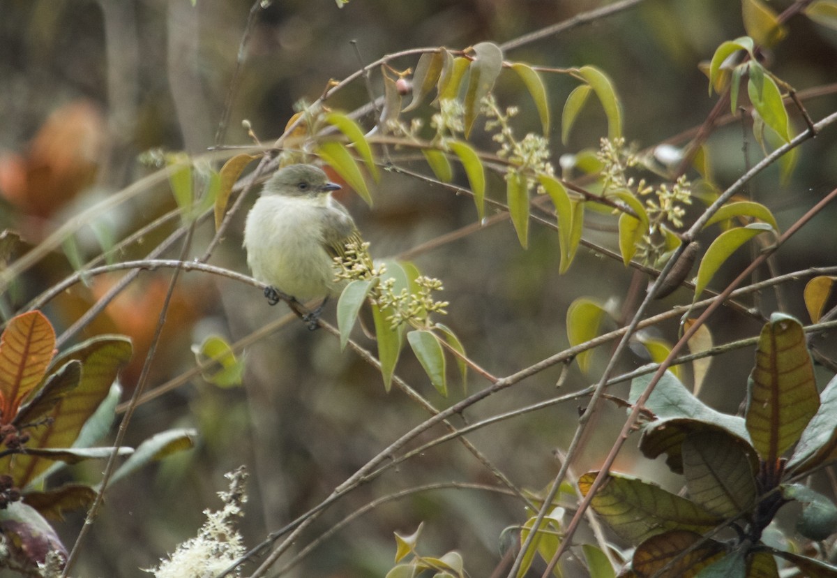 Bolivian Tyrannulet - Will Sweet