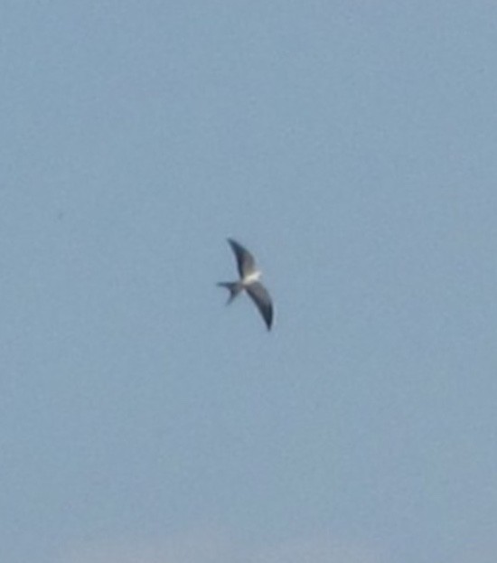 Swallow-tailed Kite - ML112337891