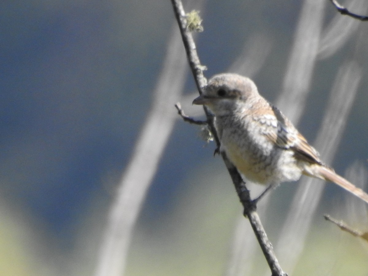 Woodchat Shrike - Alexandre Rica Cardoso