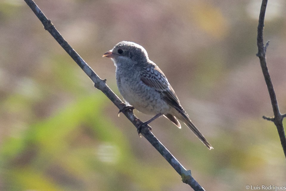 Woodchat Shrike - ML112339621