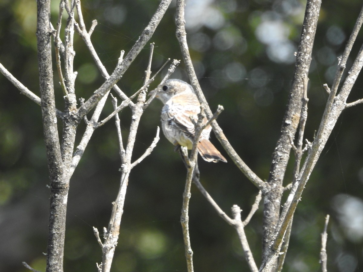 Woodchat Shrike - Alexandre Rica Cardoso