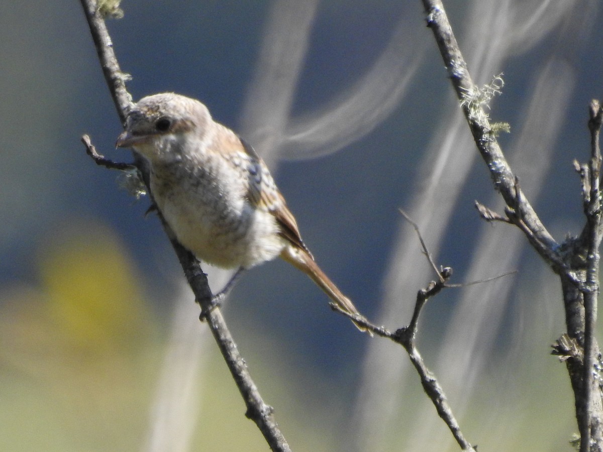 Woodchat Shrike - Alexandre Rica Cardoso