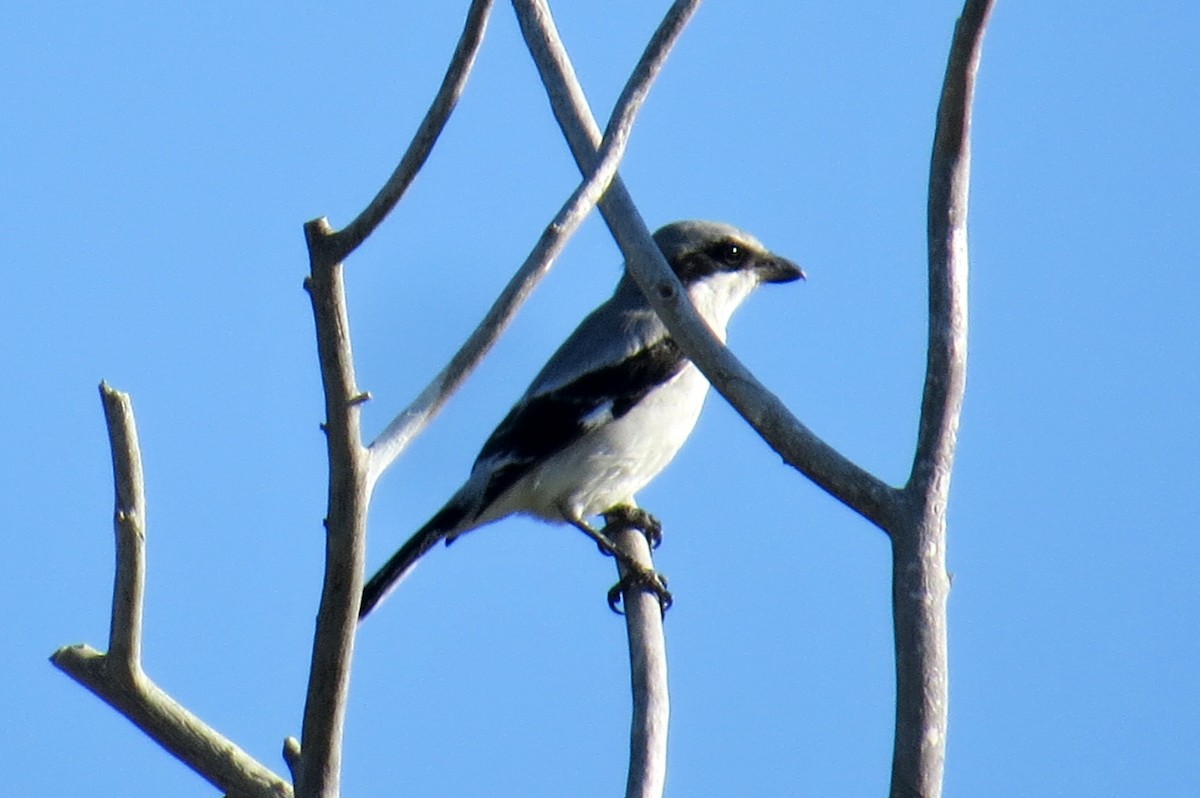 amerikavarsler - ML112341031