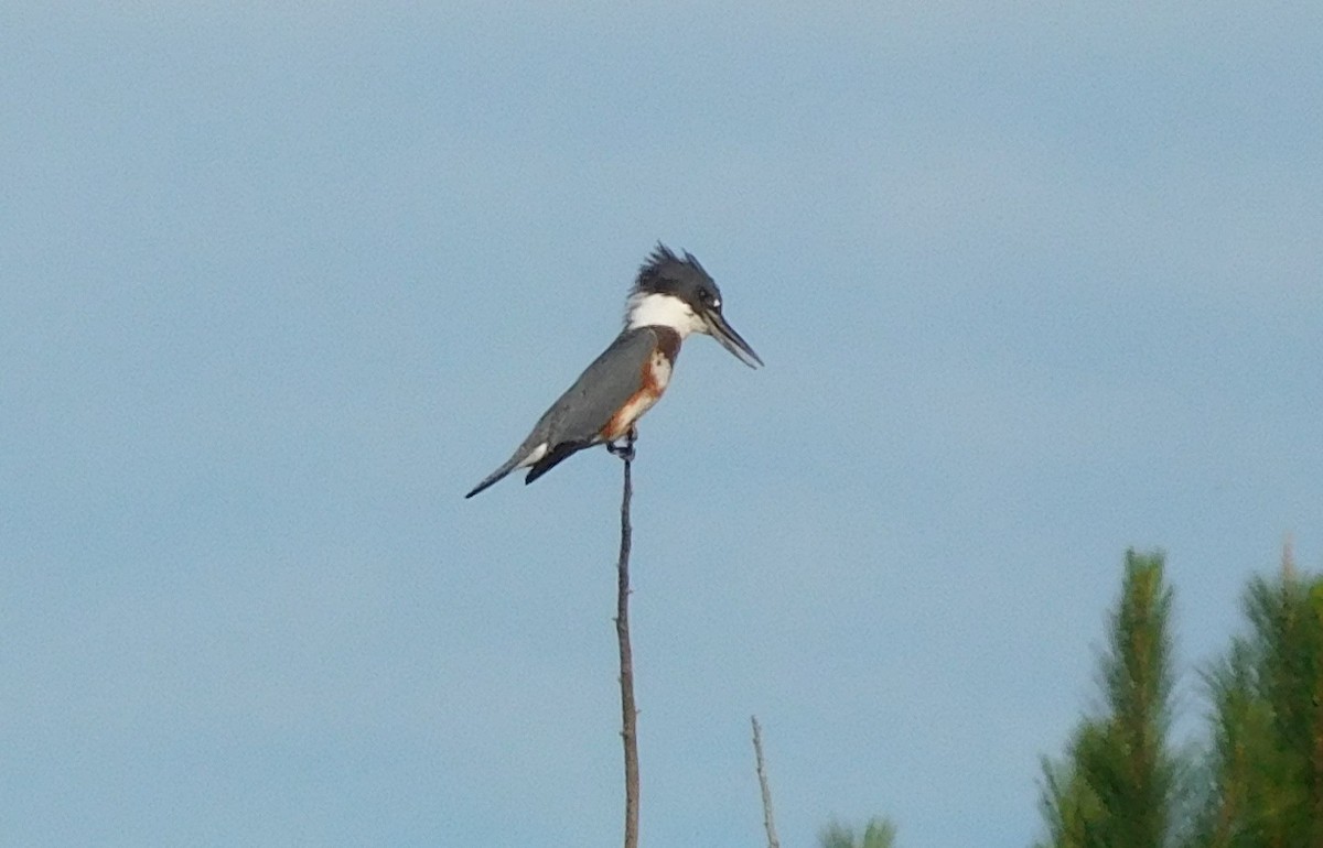 Belted Kingfisher - ML112341381