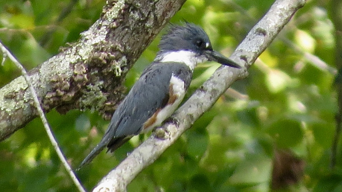 Belted Kingfisher - ML112342661
