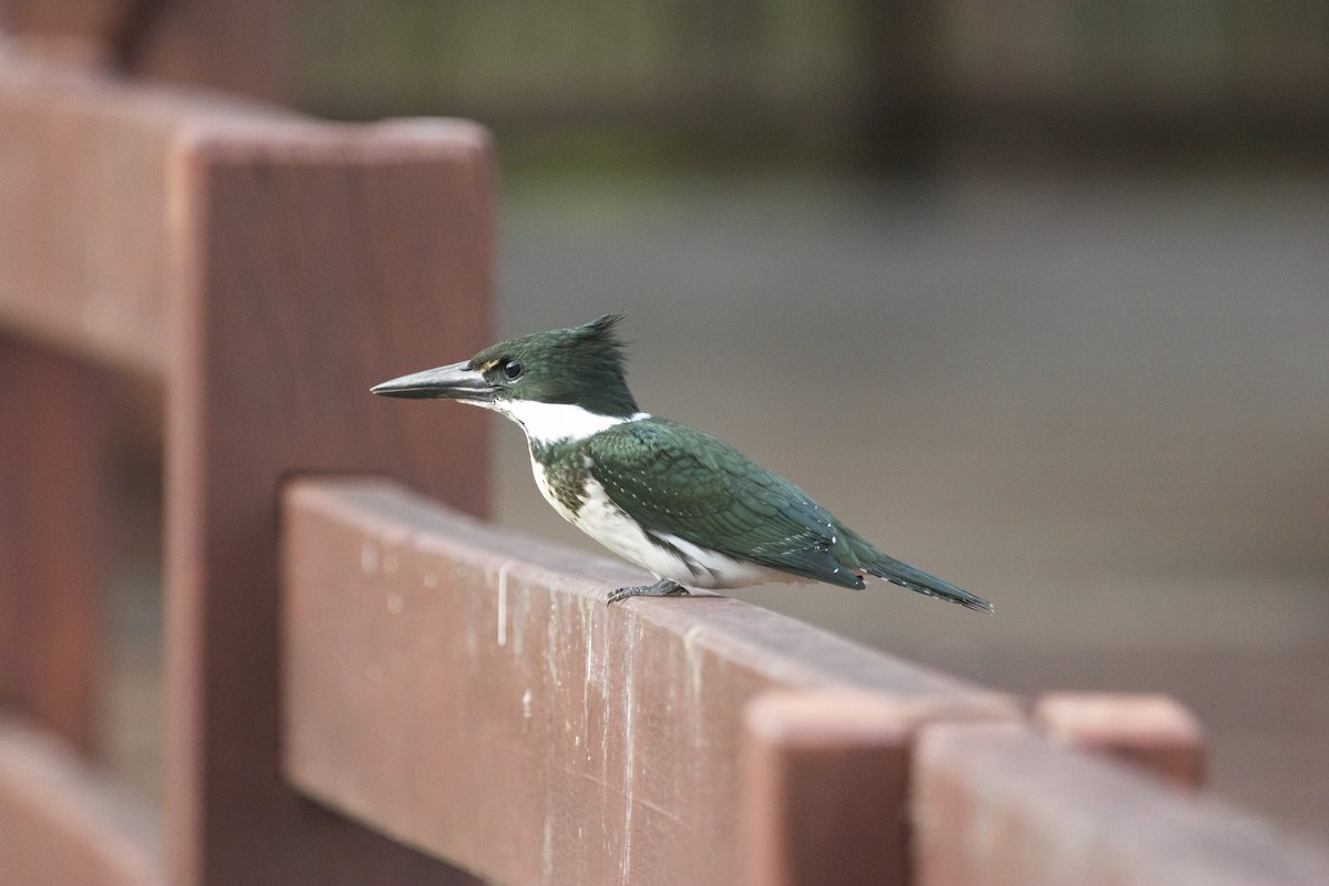 Amazon Kingfisher - ML112346321