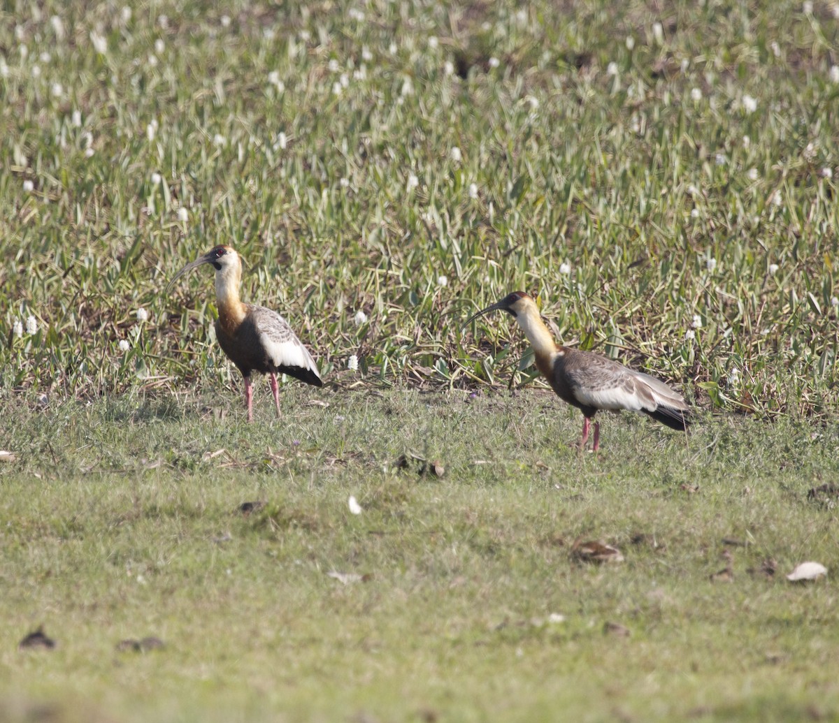 Buff-necked Ibis - Louis and Christine Warren