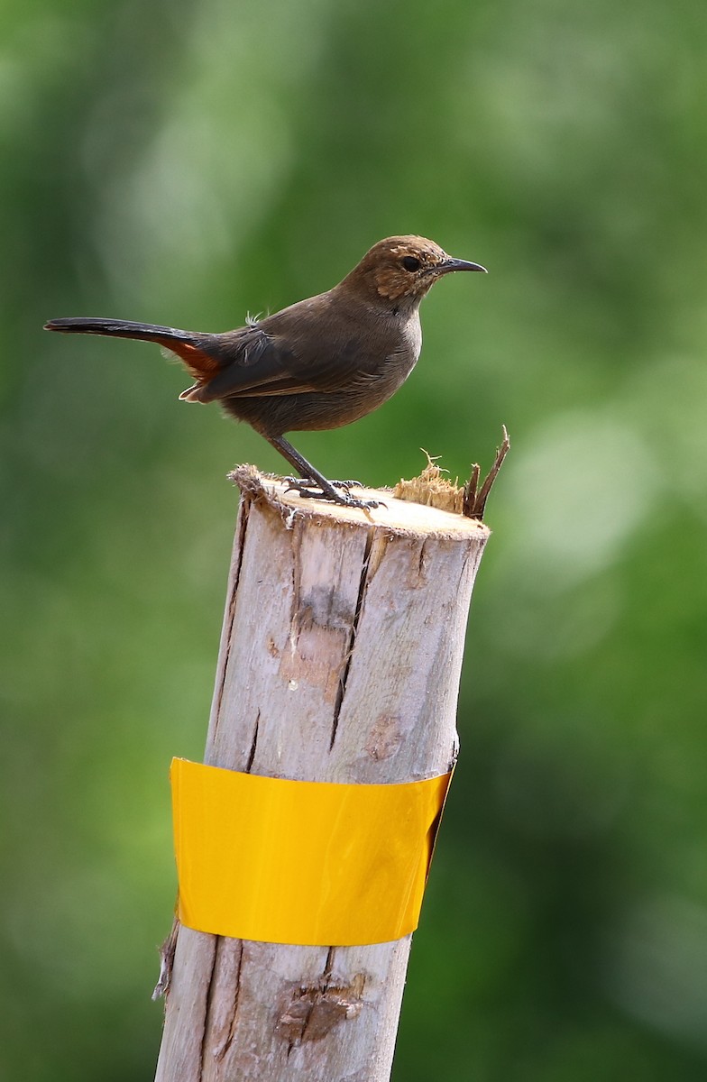 Indian Robin - Bhaarat Vyas