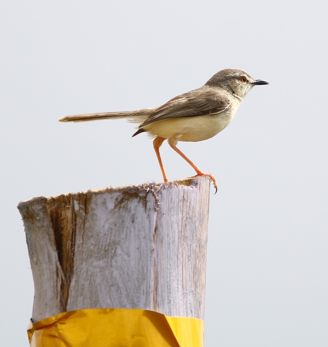 Plain Prinia - ML112347341