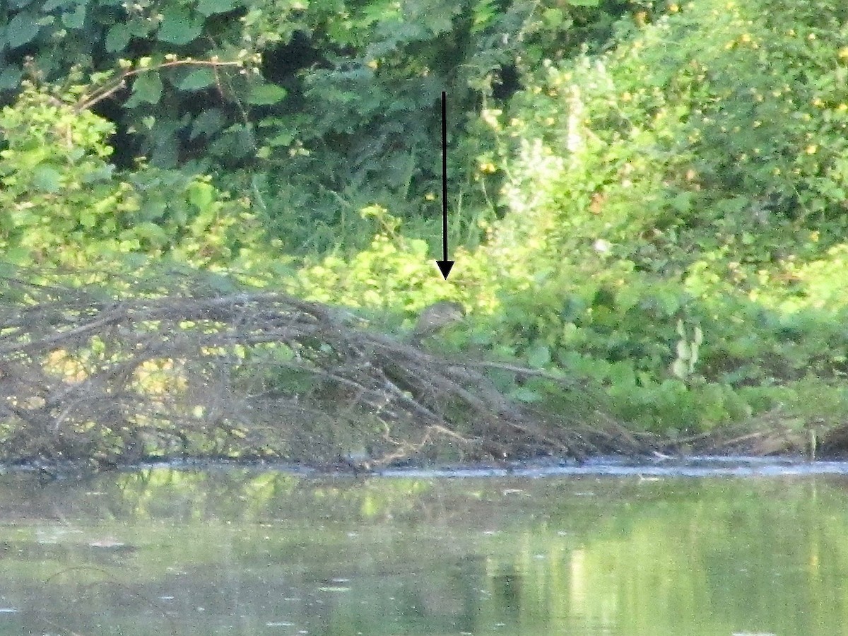 Black-crowned Night Heron - Sara Griesemer