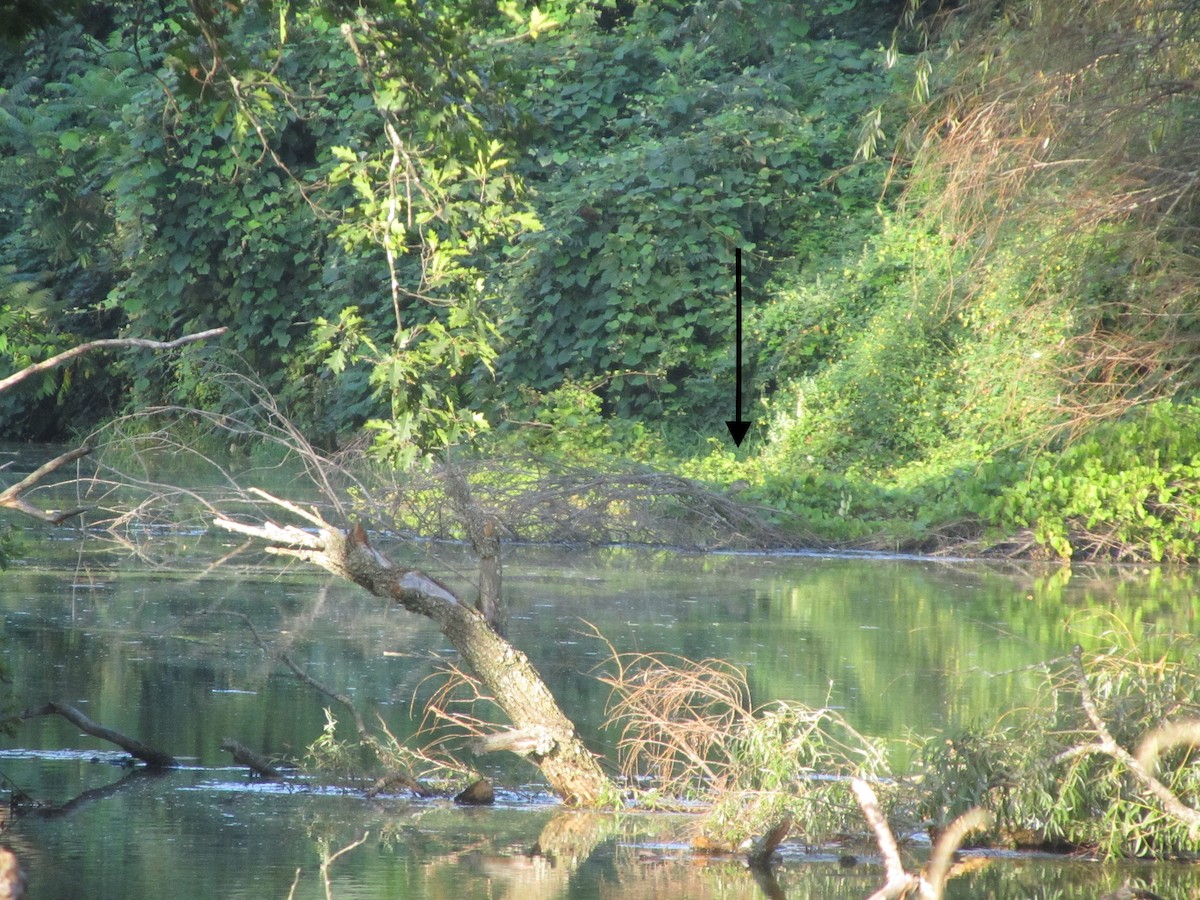 Black-crowned Night Heron - Sara Griesemer