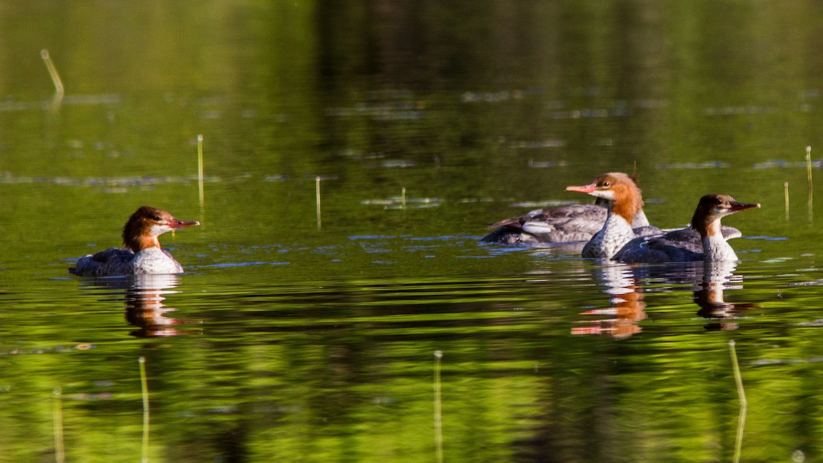 Gänsesäger - ML112348291