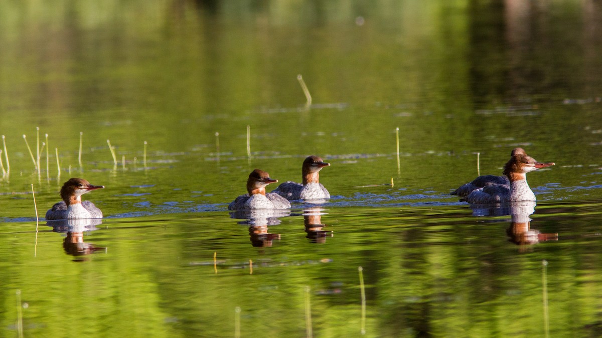 Common Merganser - ML112348301