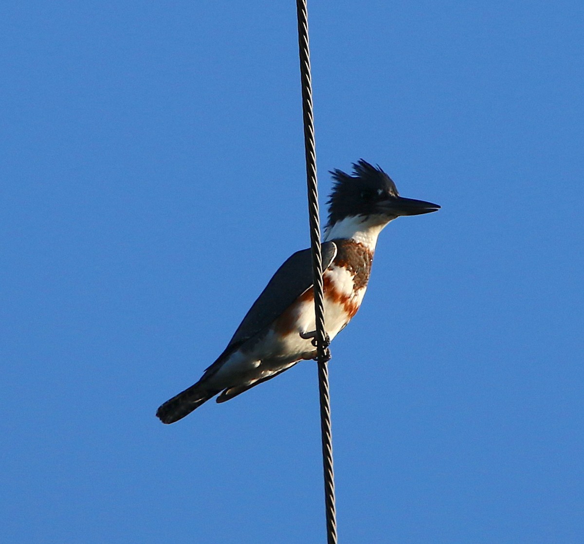 Belted Kingfisher - ML112350211