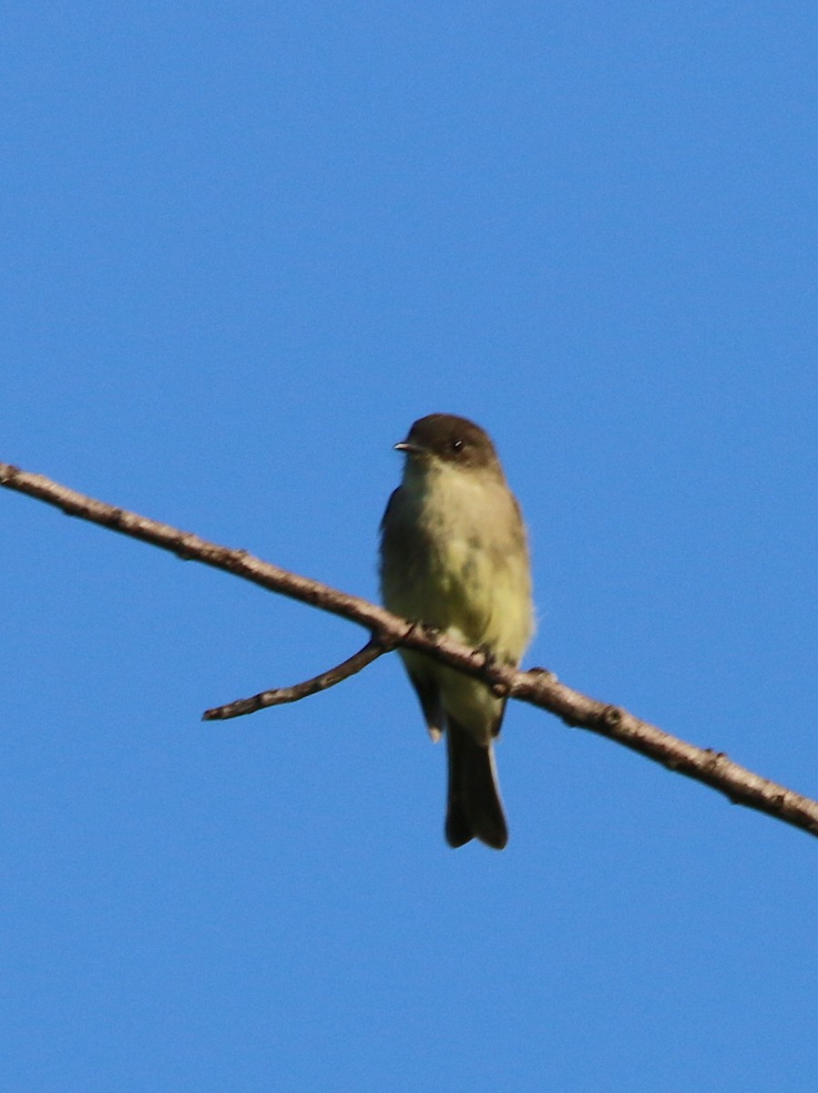 Eastern Phoebe - ML112350261