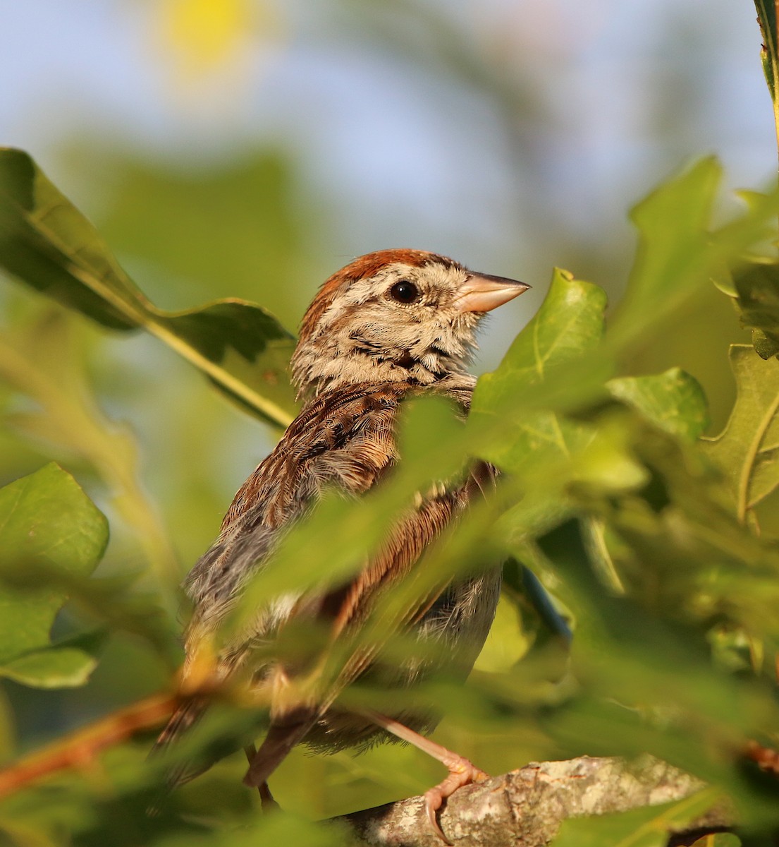 Chipping Sparrow - ML112350381