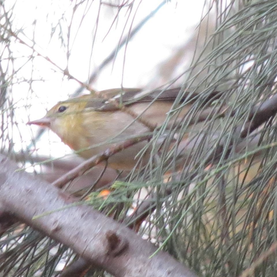 Bay-breasted Warbler - ML112351761