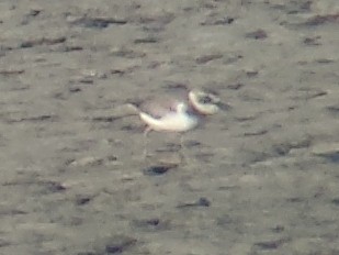 Wilson's Plover - ML112352561