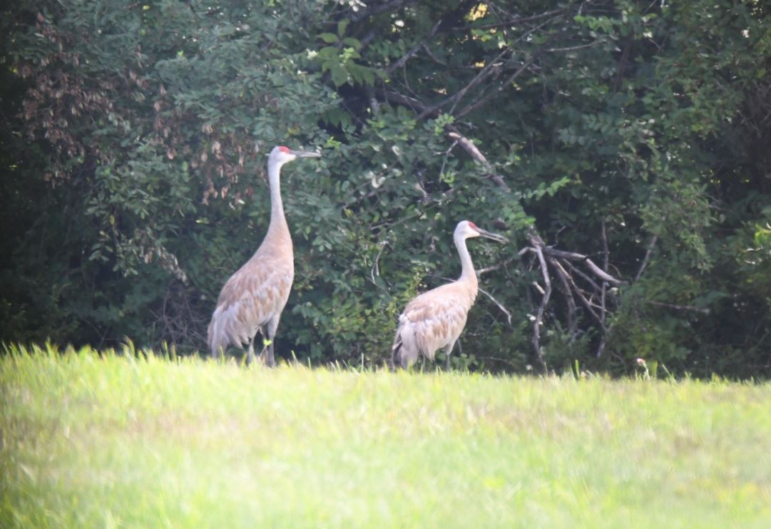 Sandhill Crane - jessica hills