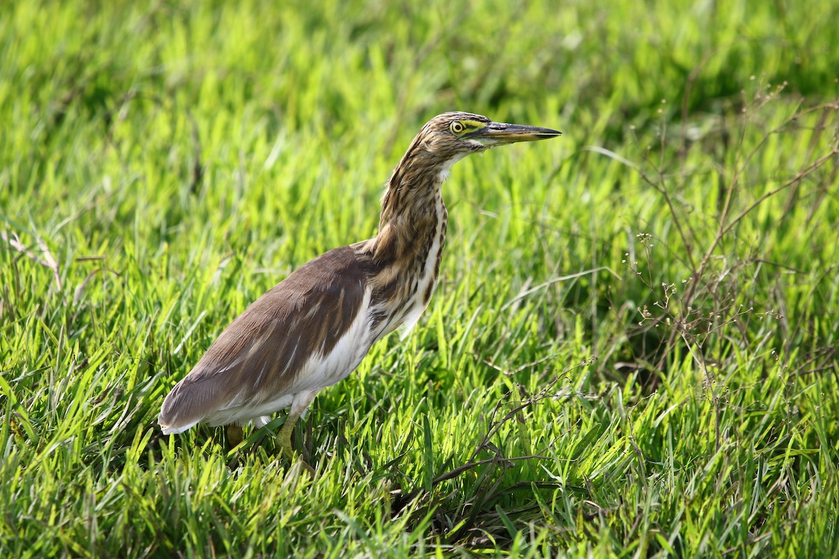 Indian Pond-Heron - ML112352861