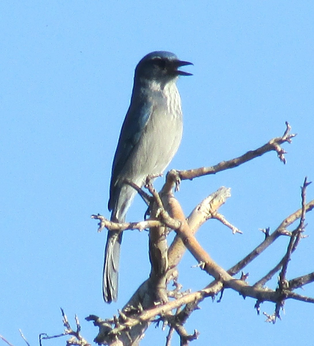 Woodhouse's Scrub-Jay - ML112353251