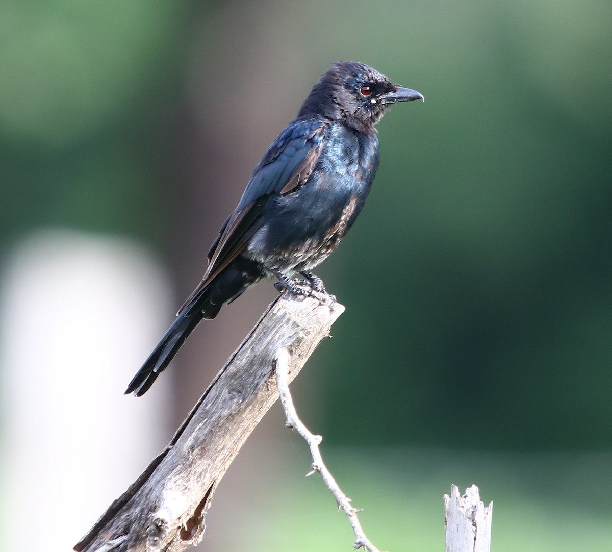 Black Drongo - ML112353541