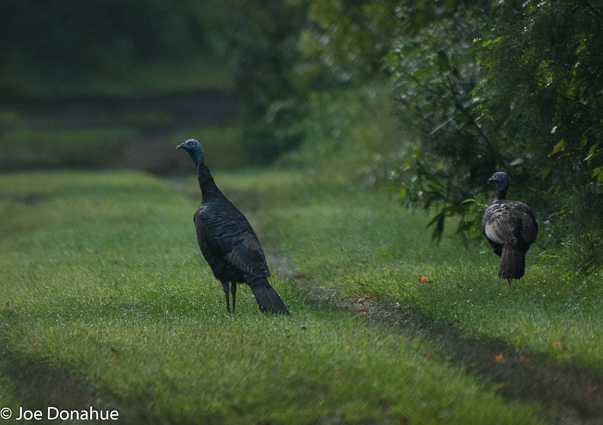 Wild Turkey - ML112353801