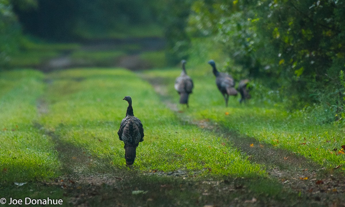 Wild Turkey - ML112353821
