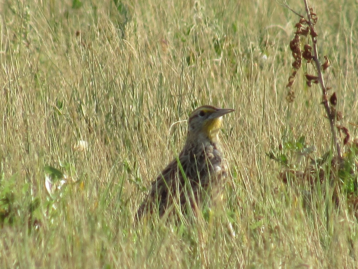 Western Meadowlark - ML112353851