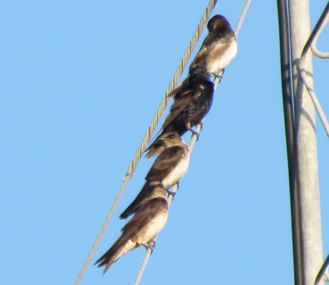 Northern Rough-winged Swallow - ML112355541