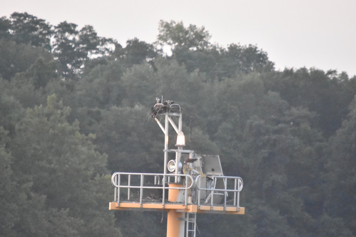 Osprey - ML112356001