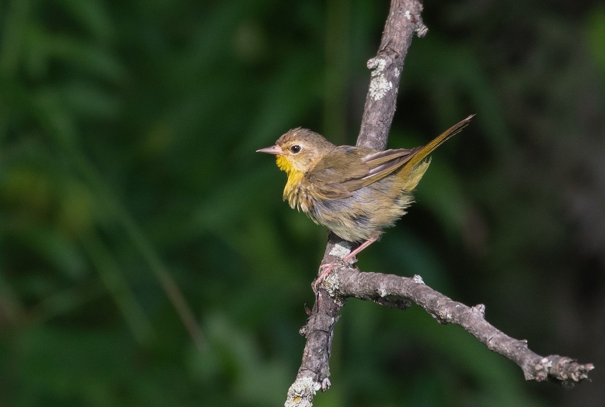 Common Yellowthroat - Suzanne Labbé