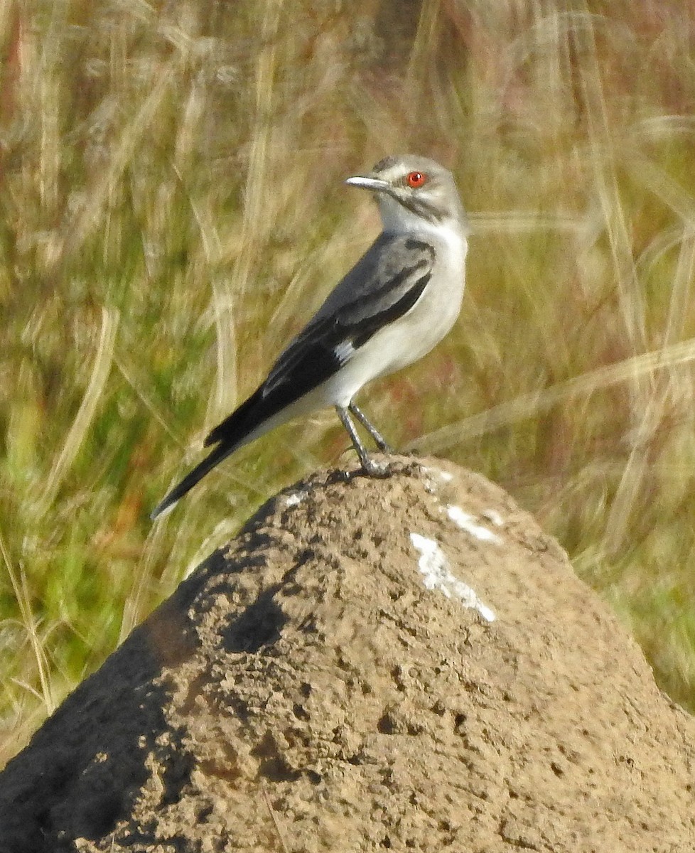 Monjita Gris - ML112356201