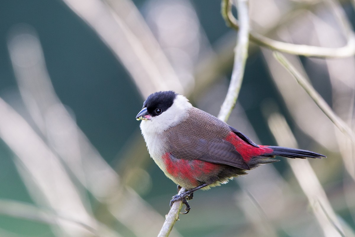 Kandt's Waxbill - Rhys Marsh