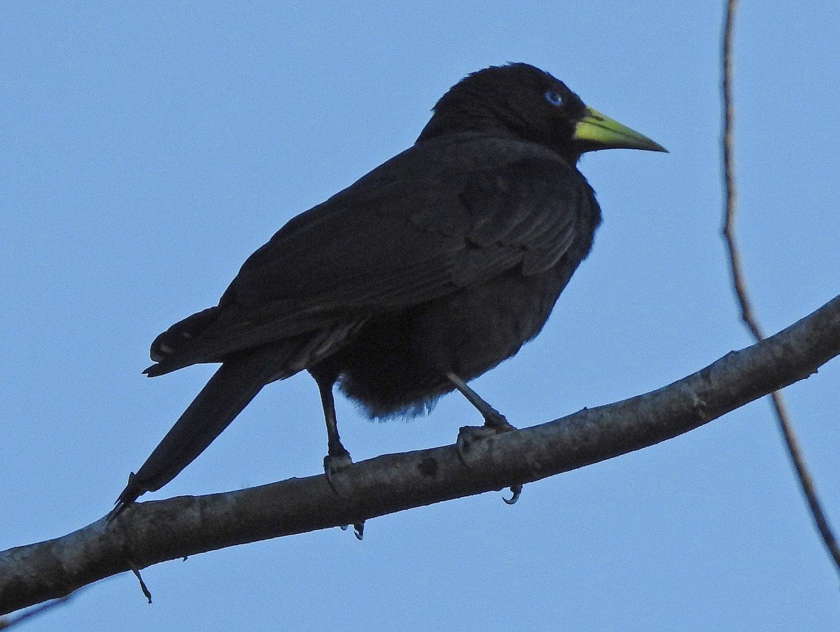 Red-rumped Cacique - ML112356461