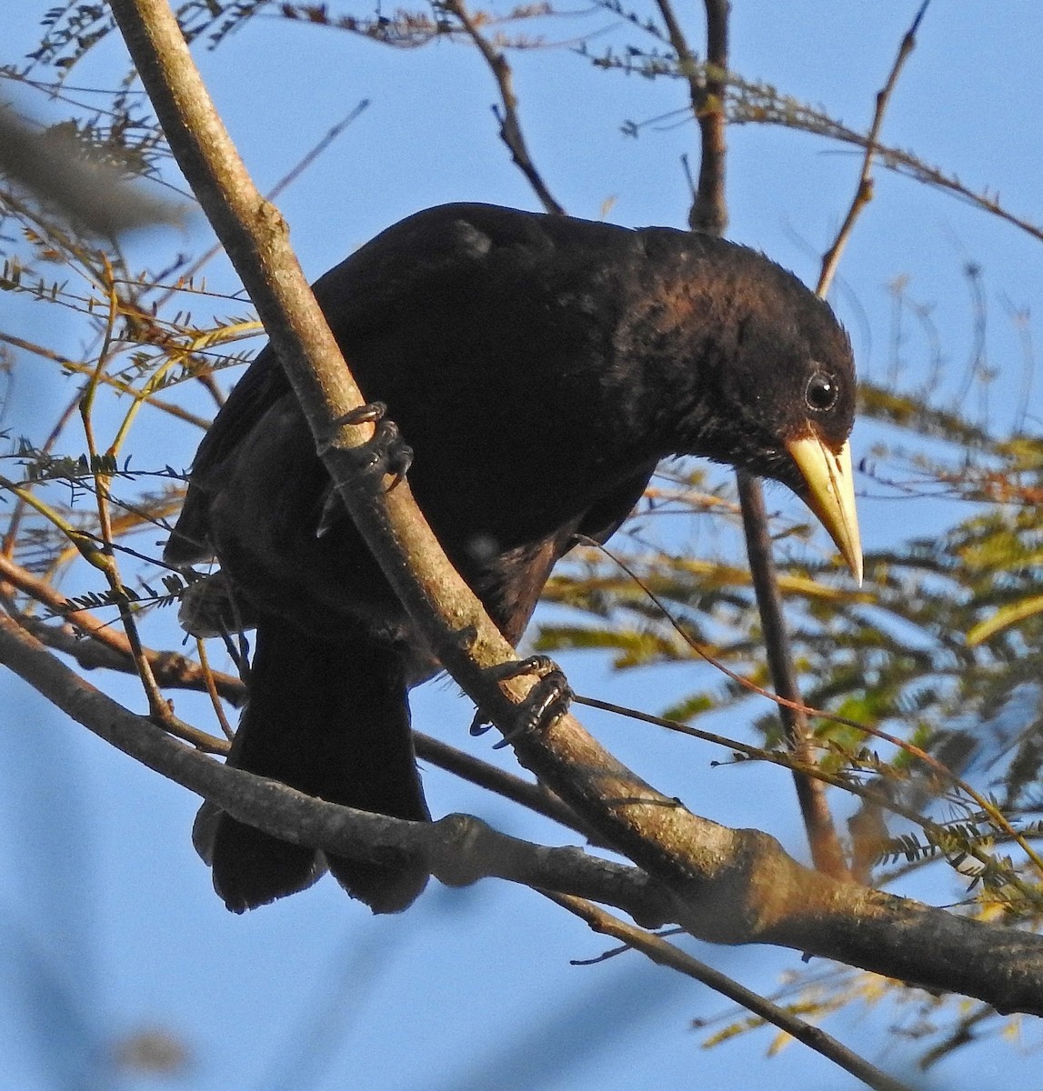 Red-rumped Cacique - ML112356511