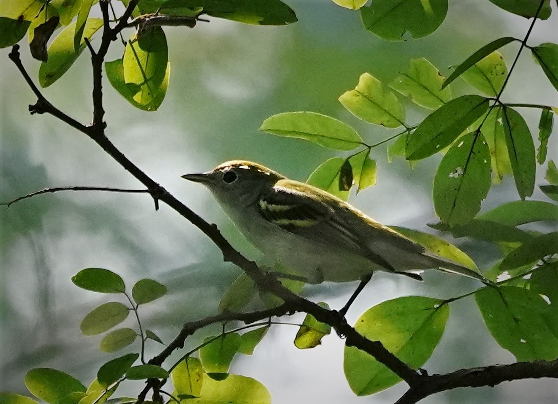 Gelbscheitel-Waldsänger - ML112357571