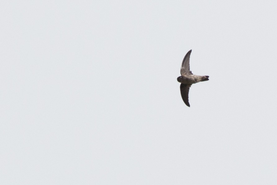 Seychelles Swiftlet - ML112358791