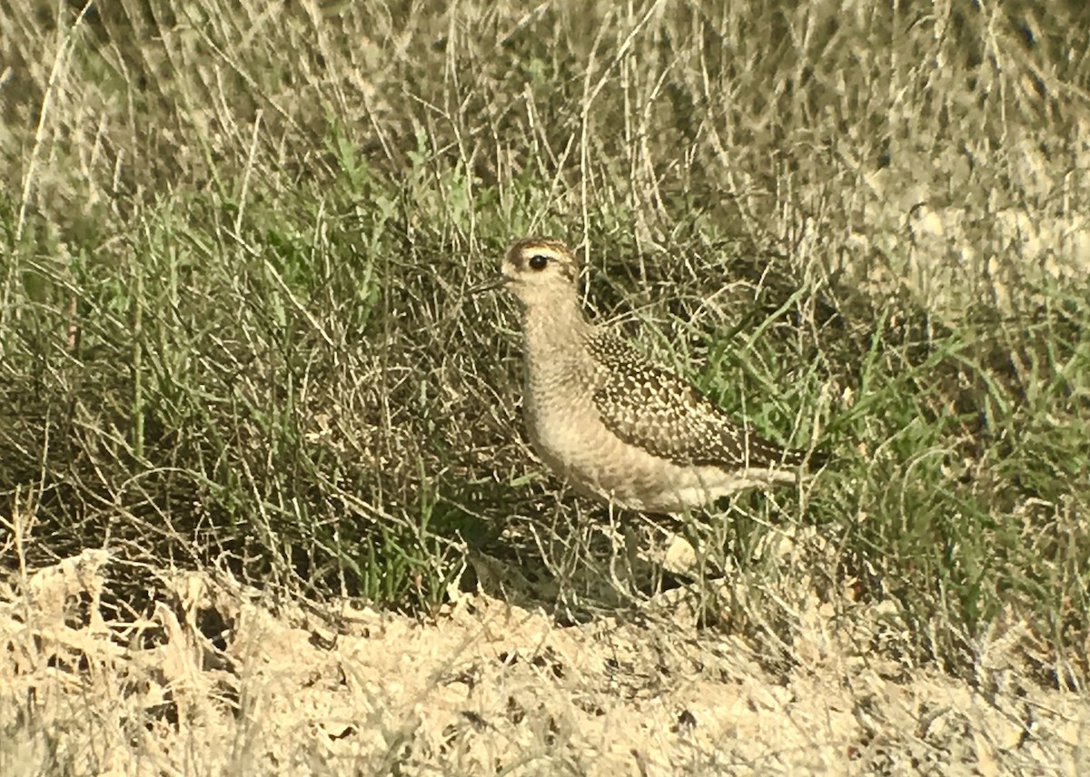 American Golden-Plover - Rob Fowler