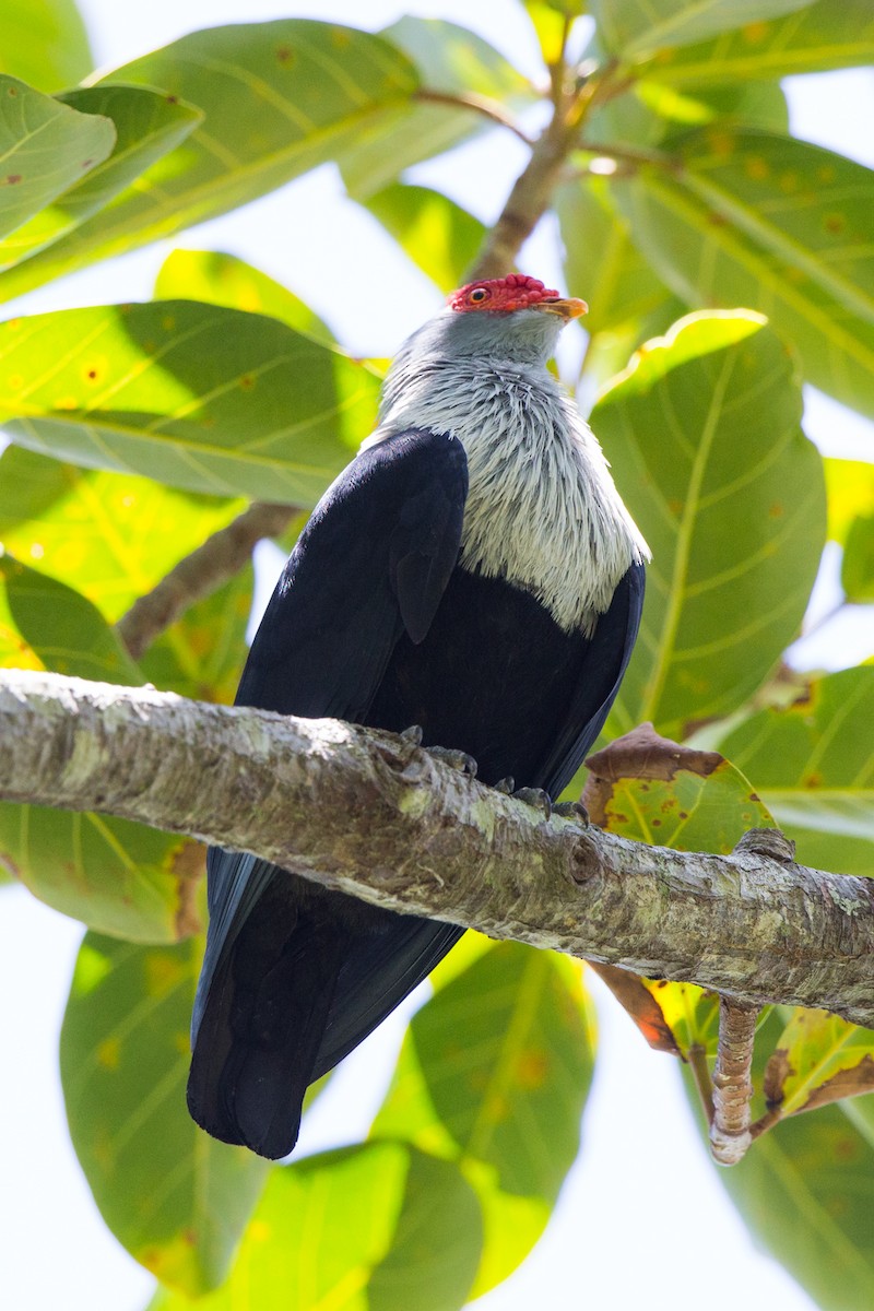 Seychelles Blue-Pigeon - ML112359161