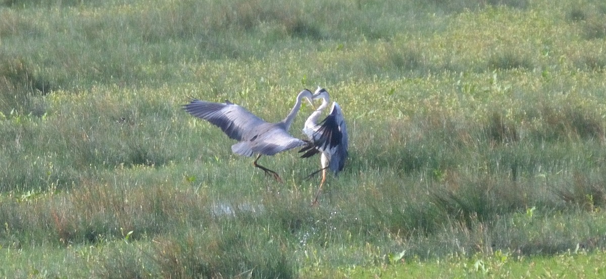 Gray Heron - ML112359191