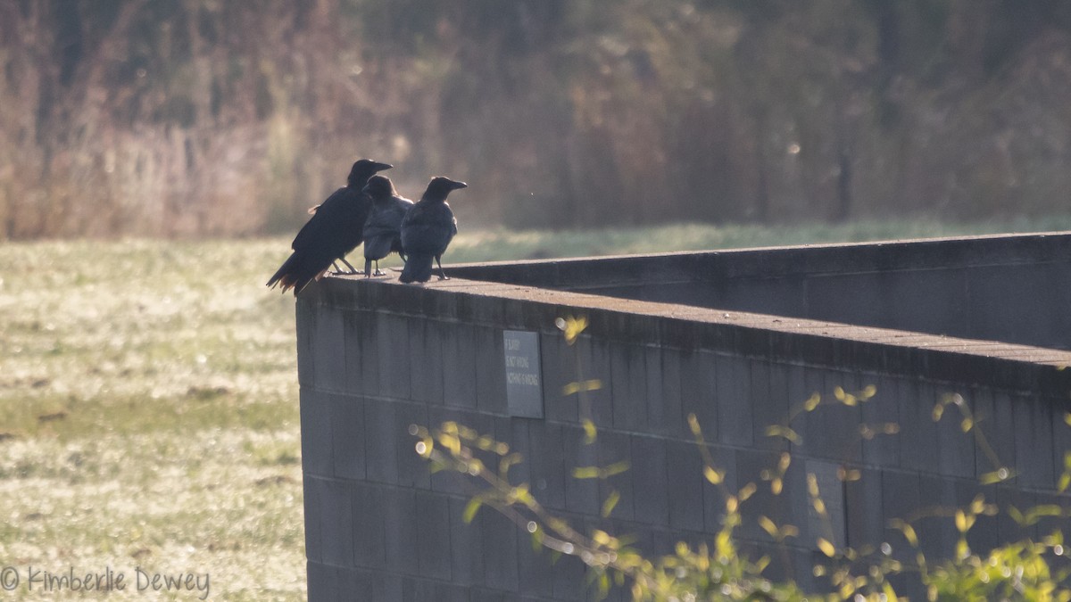American Crow - ML112359381