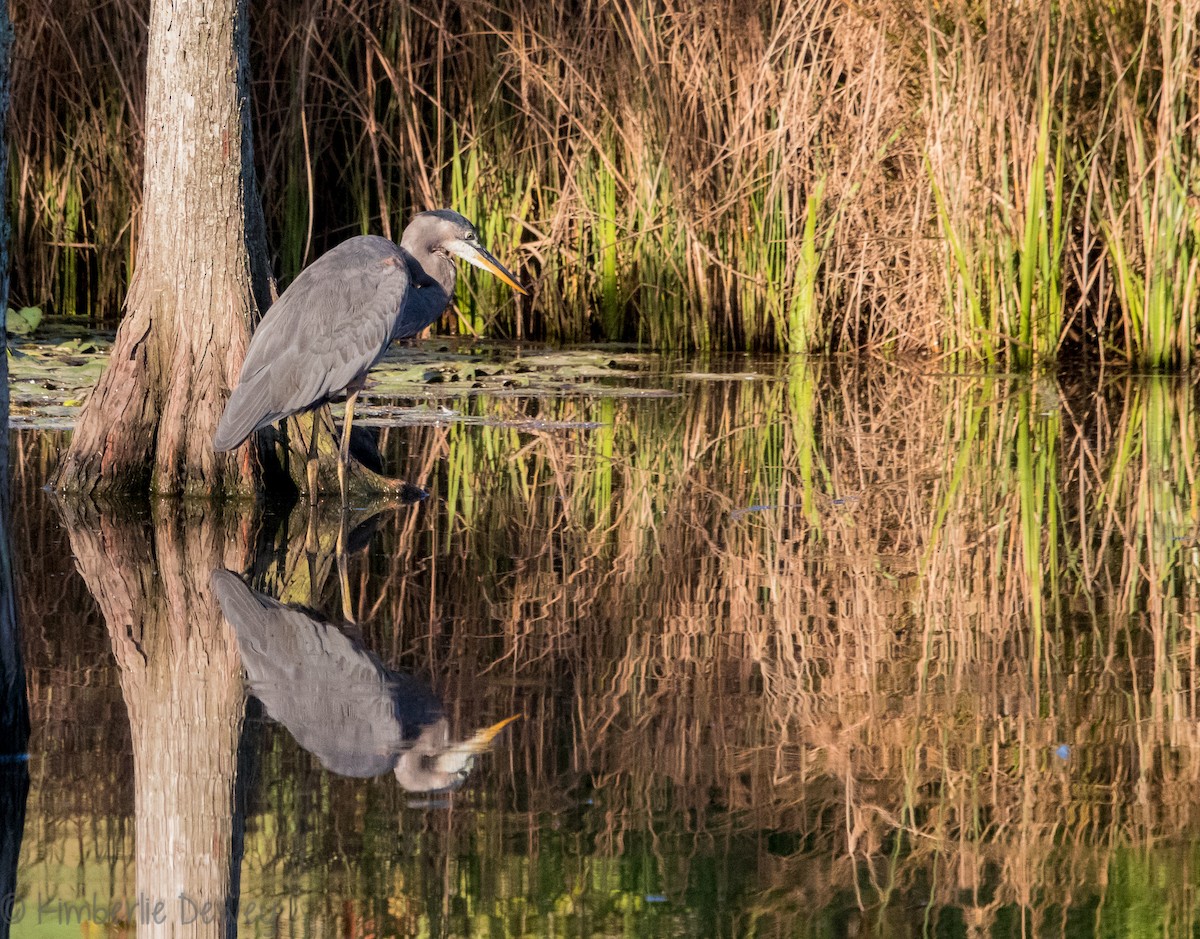 Great Blue Heron - ML112359481