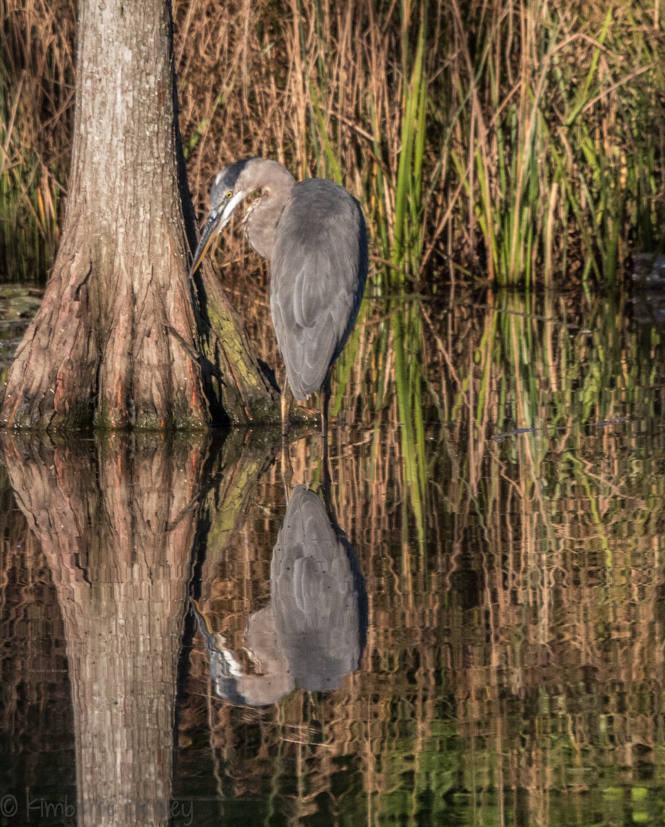 Great Blue Heron - ML112359491