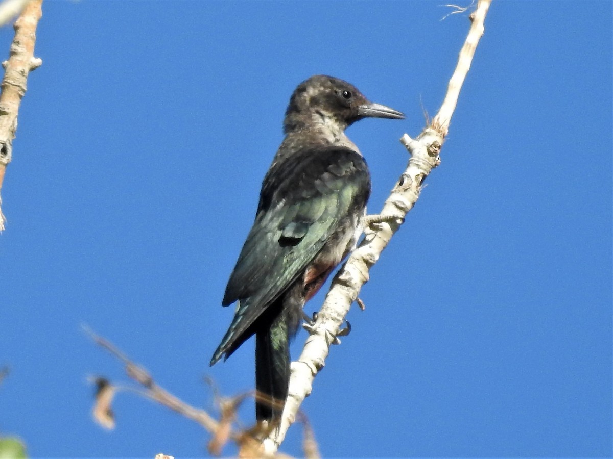 Lewis's Woodpecker - ML112359501